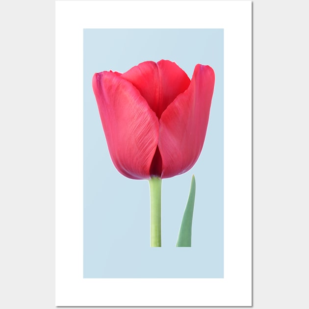 Tulip Wall Art by chrisburrows